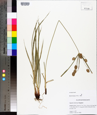 Cyperus retrorsus image