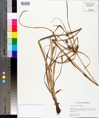 Cyperus retrorsus image