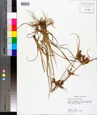 Cyperus retrorsus image