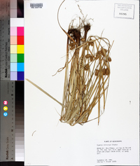 Cyperus retrorsus image