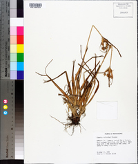 Cyperus retrorsus image