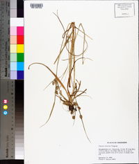 Cyperus retrorsus image