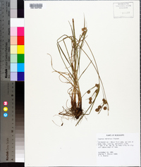 Cyperus retrorsus image