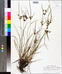Cyperus retrorsus image