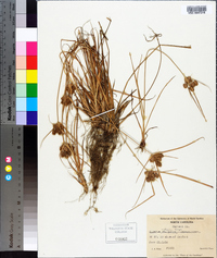 Cyperus retrorsus image