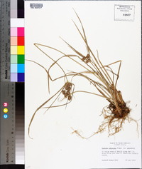 Cyperus retrorsus image