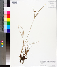 Cyperus retrorsus image