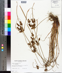 Cyperus retrorsus image