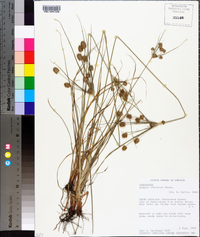 Cyperus retrorsus image