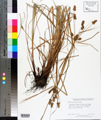 Cyperus retrorsus image