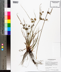 Cyperus retrorsus image