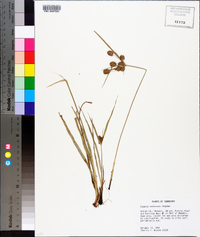 Cyperus retrorsus image