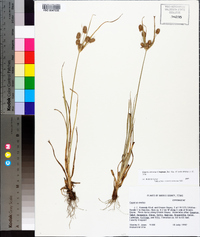 Cyperus retrorsus image