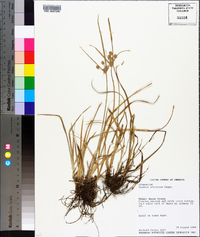 Cyperus retrorsus image