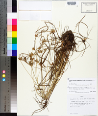 Cyperus retroflexus image