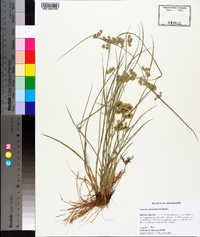 Cyperus surinamensis image