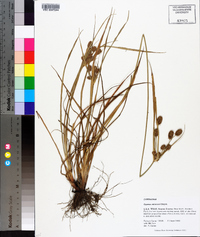 Cyperus retrorsus image