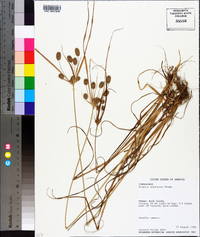 Cyperus retrorsus image