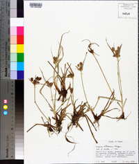 Cyperus retrorsus image