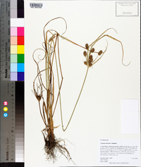 Cyperus retrorsus image