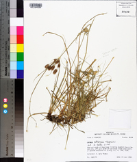 Cyperus retrorsus image