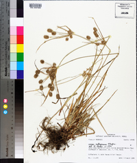 Cyperus retrorsus image