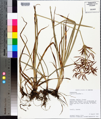 Cyperus rotundus image