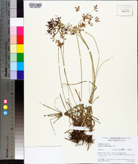 Cyperus rotundus image