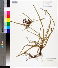 Cyperus rotundus image