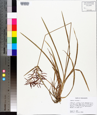 Cyperus rotundus image