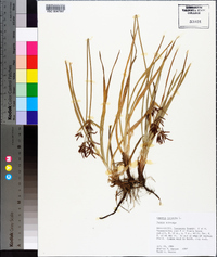 Cyperus rotundus image