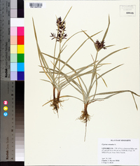 Cyperus rotundus image