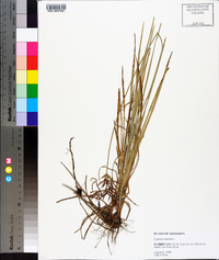 Cyperus rotundus image
