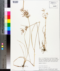 Cyperus rotundus image