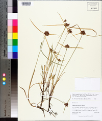Cyperus sanguinolentus image