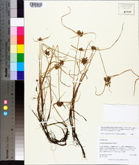 Cyperus sanguinolentus image