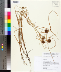 Cyperus sanguinolentus image