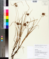 Cyperus sanguinolentus image