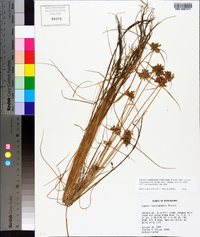 Cyperus sanguinolentus image