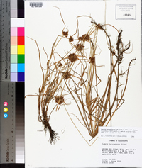 Cyperus sanguinolentus image