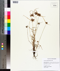 Cyperus sanguinolentus image