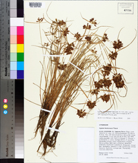 Cyperus sanguinolentus image