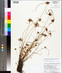 Cyperus sanguinolentus image