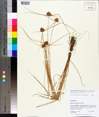 Cyperus sanguinolentus image