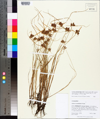 Cyperus sanguinolentus image