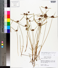 Cyperus sanguinolentus image