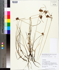 Cyperus sanguinolentus image