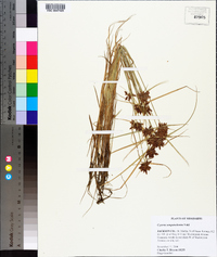 Cyperus sanguinolentus image