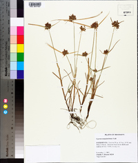 Cyperus sanguinolentus image