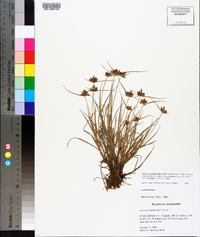 Cyperus sanguinolentus image